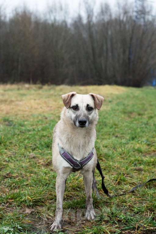 Собаки в Москве: Маленькая Венди Девочка, Бесплатно - фото 4