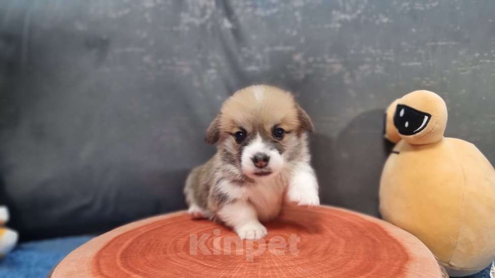 Собаки в Москве: Элитный щенок Мальчик, 85 000 руб. - фото 5