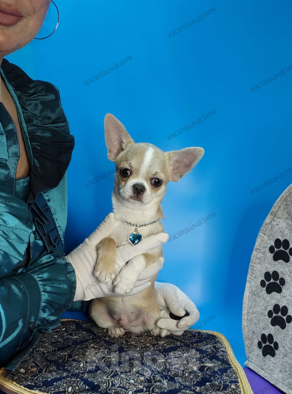 Собаки в Москве: Мальчик с голубеньким носиком Мальчик, 20 000 руб. - фото 4