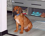 Собаки в Одинцово: Мальчик родезийский риджбек петкласс Мальчик, Бесплатно - фото 7