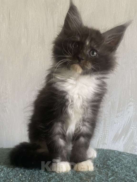 Кошки в Москве: Мейн-кун черный дым биколор Мальчик, Бесплатно - фото 6