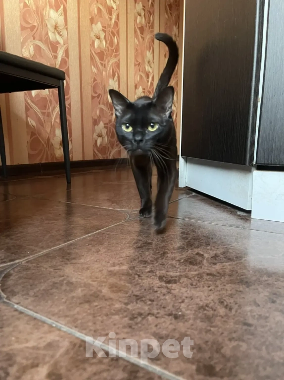 Кошки в Москве: Бурманский кот, вязка Мальчик, 7 000 руб. - фото 5