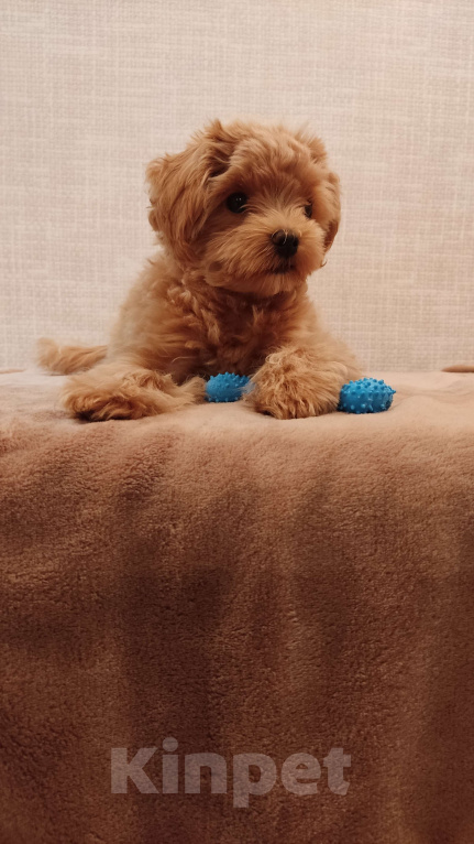 Собаки в Ставрополе: Мальтипу F1 Мальчик, 180 000 руб. - фото 2