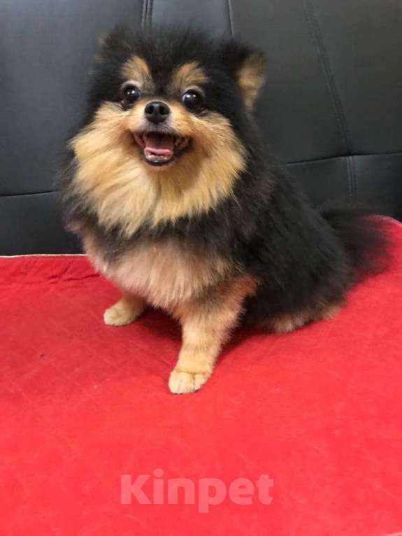 Собаки в Москве: Померанский  шпиц   Девочка Девочка, 15 000 руб. - фото 1