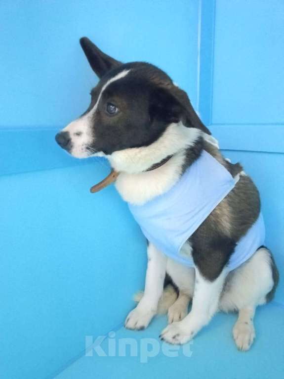 Собаки в Москве: Завтра будет поздно. Щенка увозят на выпуск на улицу Девочка, Бесплатно - фото 2