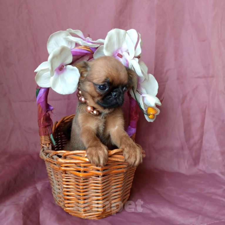 Собаки в Москве: Пти-брабансон золотая девочка Девочка, 55 000 руб. - фото 2