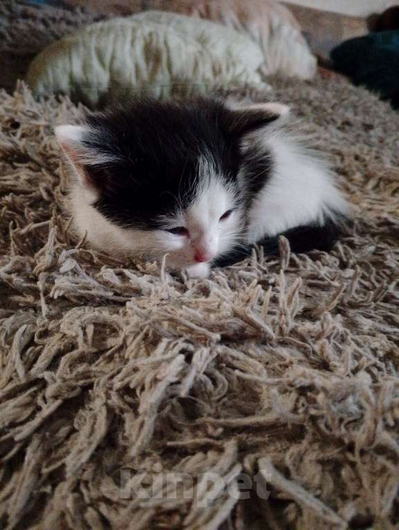 Кошки в Калуге: Котенок даром  Девочка, Бесплатно - фото 2