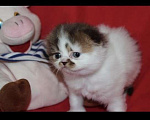 Кошки в Москве: Шотландские котята Девочка, 30 000 руб. - фото 3