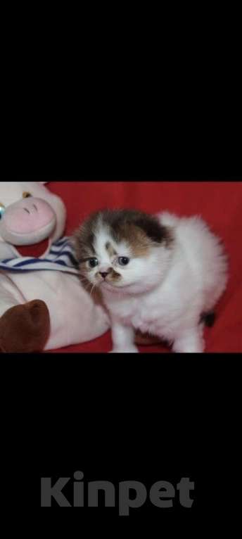 Кошки в Москве: Шотландские котята Девочка, 30 000 руб. - фото 3