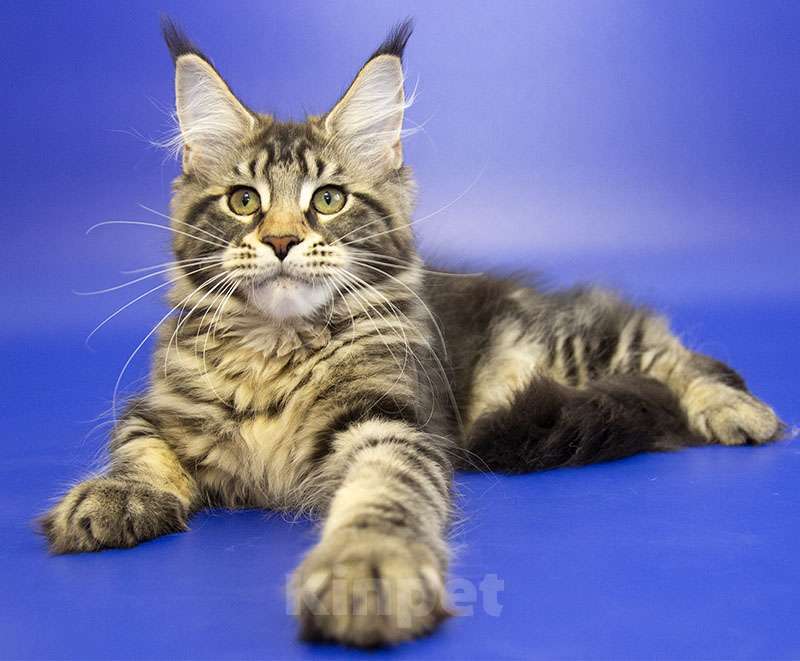 Кошки в Москве: Котенок Мейн Кун Девочка, Бесплатно - фото 3