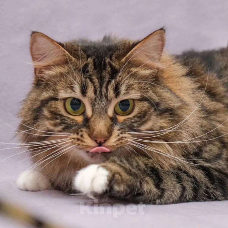 Кошки в Москве: Пушинка, потерпи еще немного, дом обязательно найдется! Девочка, Бесплатно - фото 2