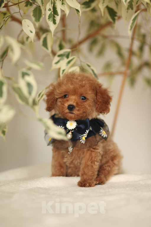 Собаки в Калининграде: Мальтипу мини Мальчик, 85 000 руб. - фото 2