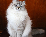 Кошки в Москве: Кошка Кенди Девочка, Бесплатно - фото 4