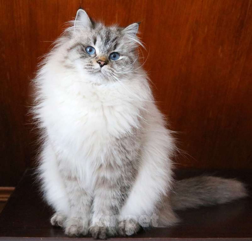 Кошки в Москве: Кошка Кенди Девочка, Бесплатно - фото 4