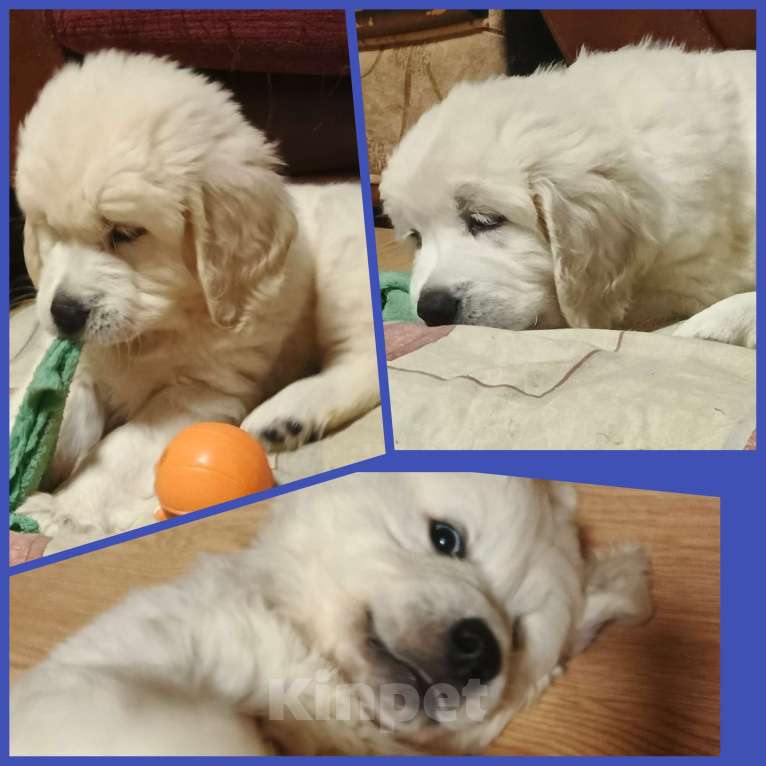 Собаки в Екатеринбурге: Щенки золотистого ретривера Мальчик, 80 000 руб. - фото 1