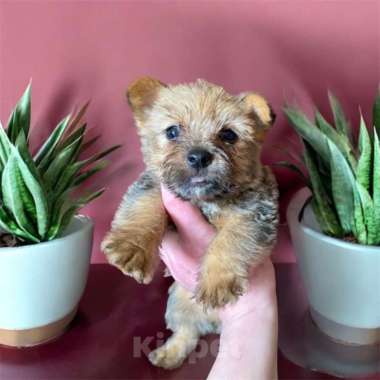 Собаки в Москве: Щенки норвич терьер Разнополые, Бесплатно - фото 3