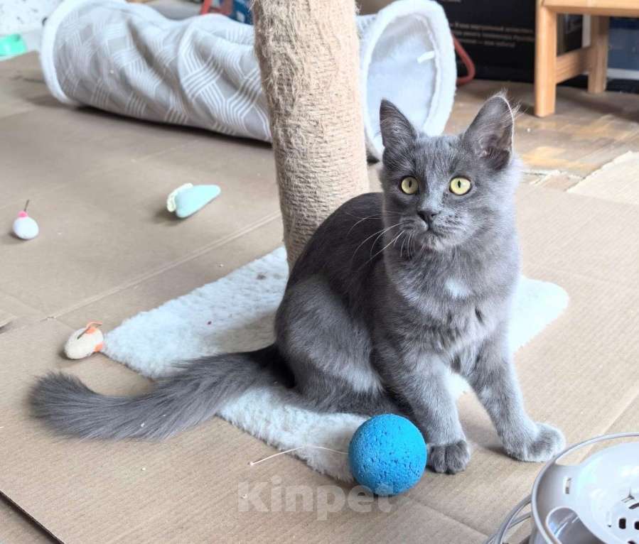 Кошки в Москве: Маленькая Дымка ищет семью! Девочка, Бесплатно - фото 5