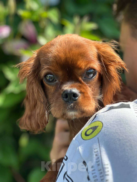 Собаки в Иваново: Очаровательная девочка Девочка, Бесплатно - фото 4