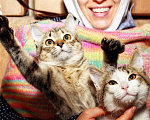 Кошки в Калуге: Шуня и Шаня, сладкие плюшечки. Котята в добрые руки. Девочка, Бесплатно - фото 1