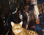 Кошки в Москве: Бенгальский молодой кот!привит есть паспорт, 3 000 руб. - фото 1