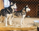 Собаки в Якутске: Вязка сибирской хаски, 1 руб. - фото 1