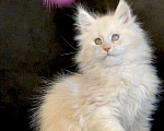 Кошки в Лянторе: Мейн кун, 26 000 руб. - фото 5
