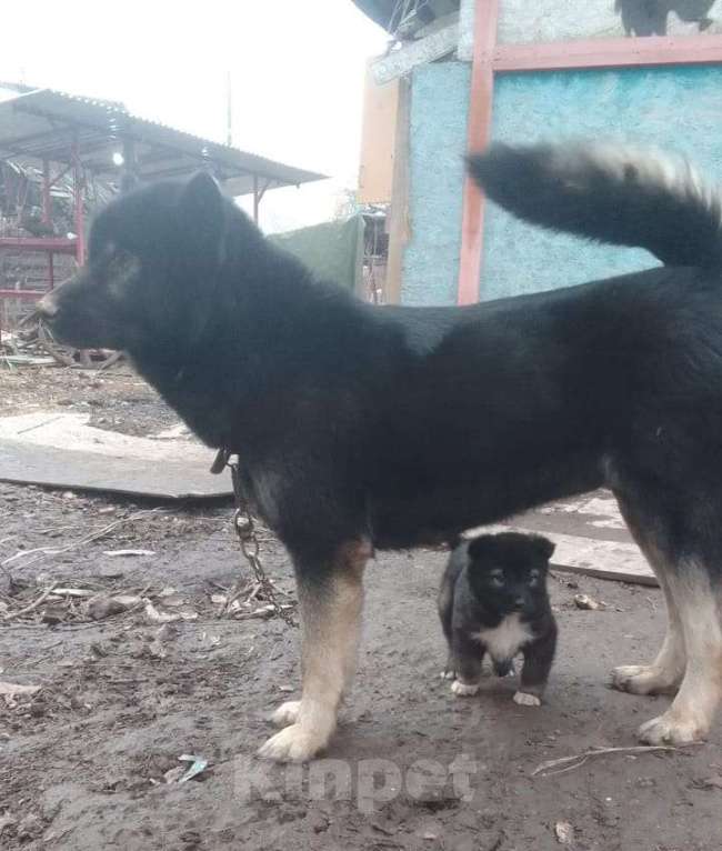 Собаки в Химках: Отдам в добрые руки щенков породы Мальчик, Бесплатно - фото 8