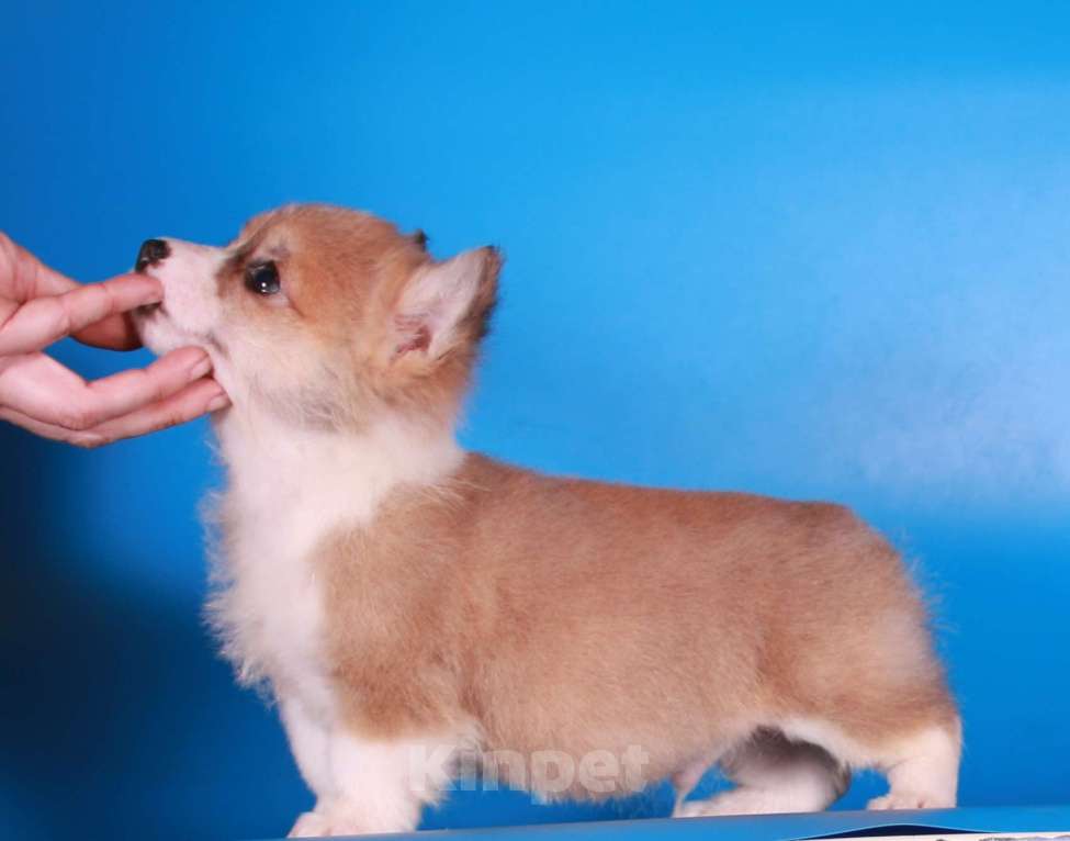 Собаки в Москве: эксклюзивный мини корги Мальчик, 80 000 руб. - фото 4