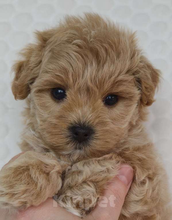 Собаки в Санкт-Петербурге: Щенки мальтипу f1 мини Мальчик, Бесплатно - фото 6