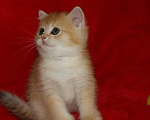 Кошки в Москве: Золотой прямоухий мальчик Мальчик, 30 000 руб. - фото 5