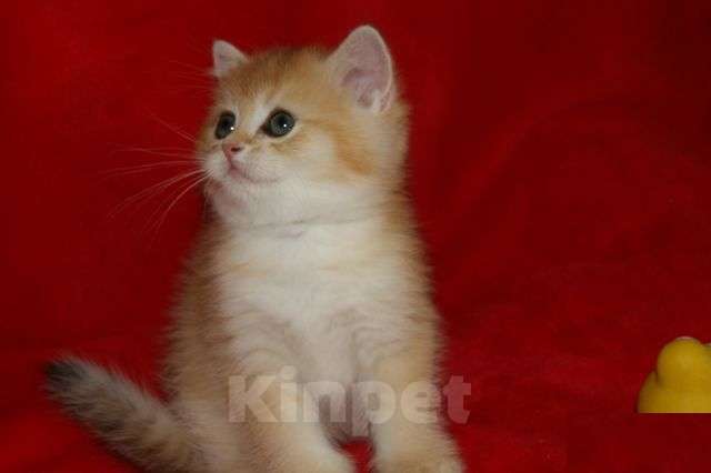 Кошки в Москве: Золотой прямоухий мальчик Мальчик, 30 000 руб. - фото 5