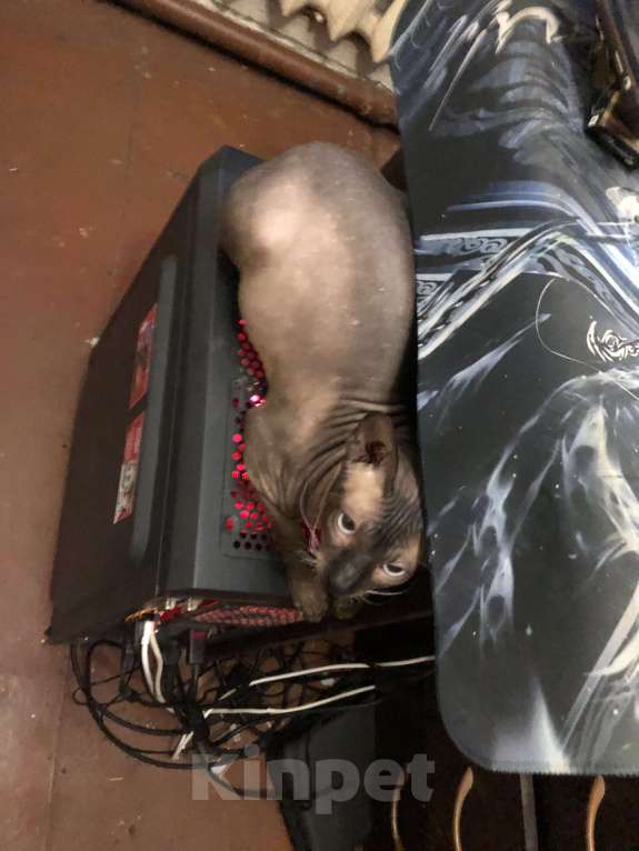 Кошки в Краснодаре: Потерялся любимый кот, вознаграждение  Мальчик, 5 000 руб. - фото 4