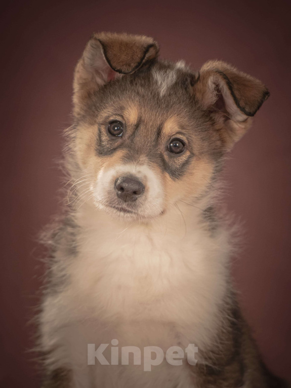 Собаки в Клине: Зорро — дружелюбный крепыш, который готов любить вас всем своим щенячьим сердцем Мальчик, Бесплатно - фото 3