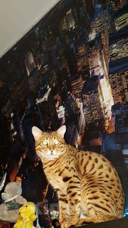 Кошки в Москве: Бенгальский молодой кот!привит есть паспорт, 3 000 руб. - фото 1