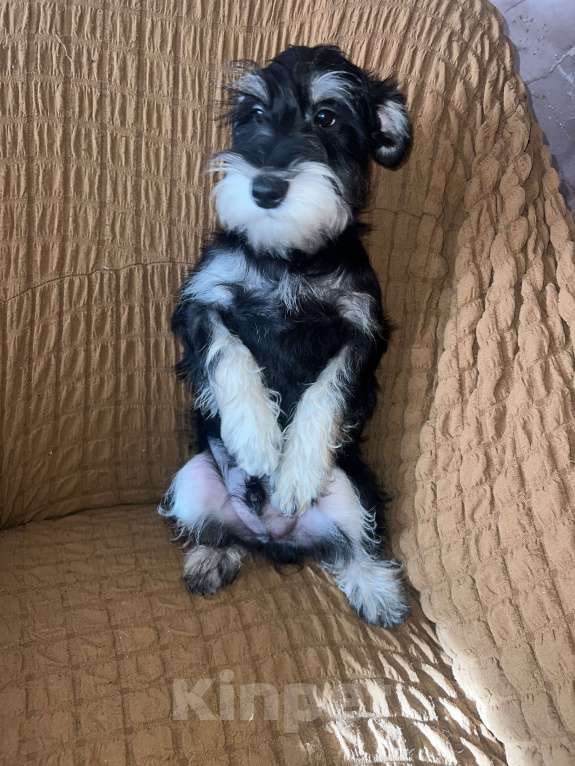 Собаки в Ставрополе: Щенок цвергшнауцер  Мальчик, 35 000 руб. - фото 4