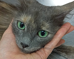 Кошки в Королеве: котенок Серафима в добрые руки Девочка, Бесплатно - фото 1