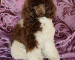 Собаки в Екатеринбурге: Пудель коричнево-белая Девочка, 150 руб. - фото 1