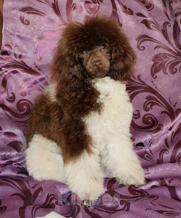 Собаки в Екатеринбурге: Пудель коричнево-белая Девочка, 150 руб. - фото 1