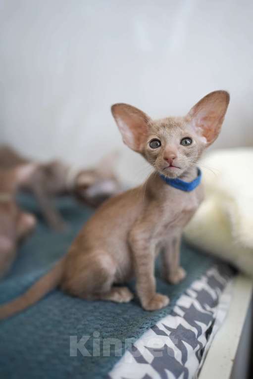 Кошки в Ростове-на-Дону: Ориентальная девочка фавн Девочка, 60 000 руб. - фото 2