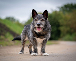 Собаки в Москве: Метис Керн-терьера Карандаш  Мальчик, Бесплатно - фото 2