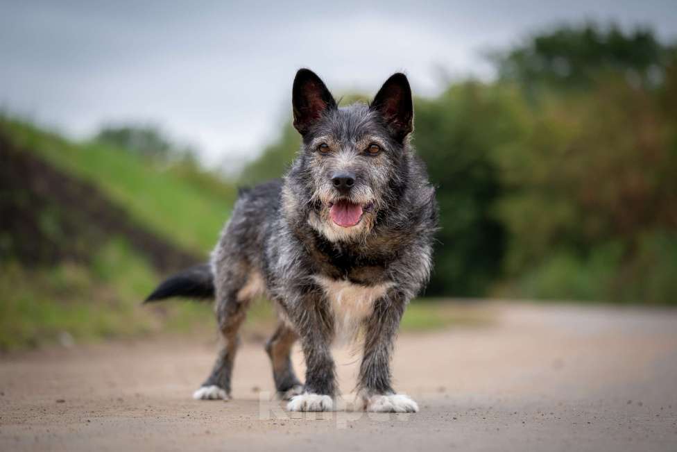 Собаки в Москве: Метис Керн-терьера Карандаш  Мальчик, Бесплатно - фото 2