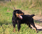 Собаки в Видном: Ягд Яша, 2 года Мальчик, 1 руб. - фото 5