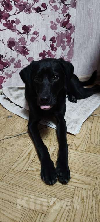 Собаки в Иркутске: Иркутск-2. Нашёлся пёс в красном ошейнике. Мальчик, Бесплатно - фото 2