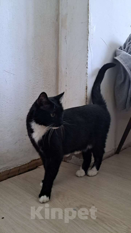 Кошки в Москве: Кеша внесет распорядок в вашу жизнь Мальчик, Бесплатно - фото 5