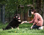 Собаки в Москве: Дейв идеальный компаньон для семьи! В добрые руки Мальчик, 1 руб. - фото 6