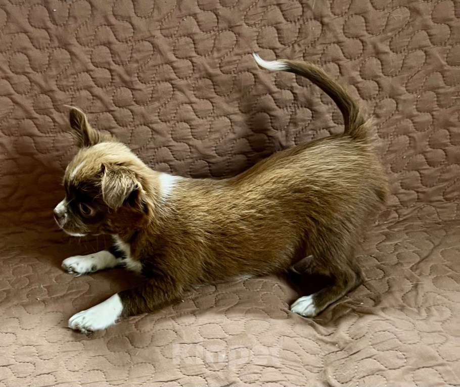 Собаки в Санкт-Петербурге: Девочка чихуа, шоколадная с белым, д/ш Девочка, 60 000 руб. - фото 1