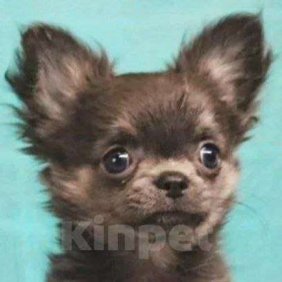 Собаки в Москве: Чихуахуа девочка Девочка, 47 000 руб. - фото 1