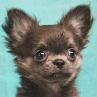 Чихуахуа девочка