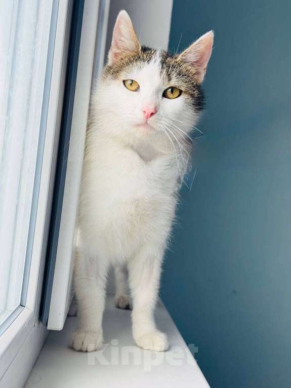 Кошки в Москве: Кошка Лизавета ищет семью Девочка, Бесплатно - фото 3