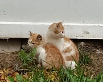 Кошки в Москве: Котята бобтейлы в добрые руки Мальчик, Бесплатно - фото 3